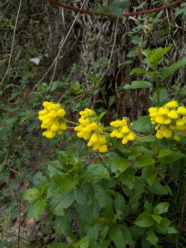 Calceolaria crenata, photograph 2