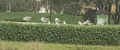Avistamiento Gaviota patiamarilla