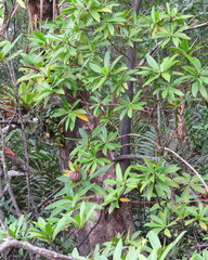 Pelliciera rhizophorae