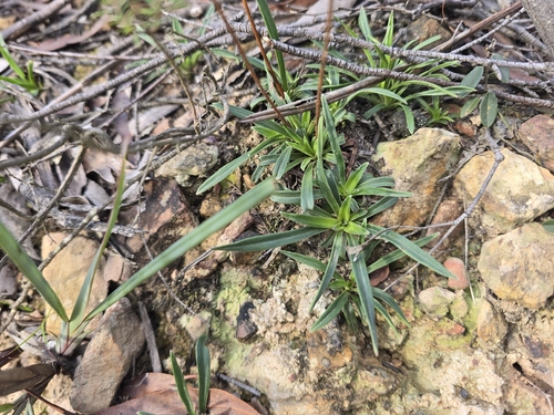 Stylidium armeria, photograph 6
