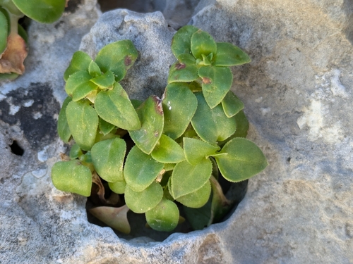 Theligonum cynocrambe, photograph 2