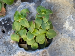 author not stated, no rights reserved Theligonum cynocrambe, photograph author not stated, no rights reserved