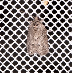 Nycteola polycyma