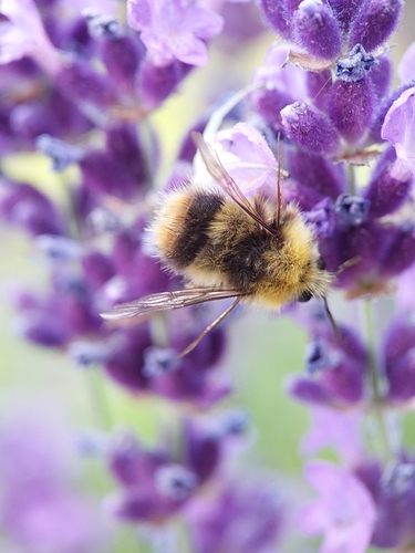 Early Bumble Bee, Westerpark, 4814 Breda, Nederland, photo 6 of 10