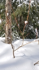 Acer pensylvanicum