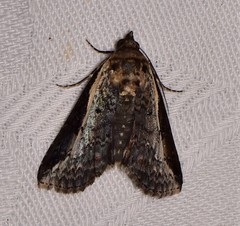 Lophoptera vittigera