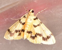 Dichocrocis clytusalis