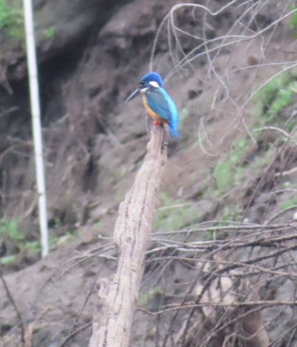iNaturalist image