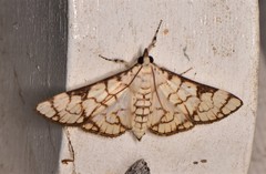 Aphytoceros lucusalis