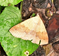 Ophyx ochroptera