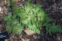 Dryopteris coreano-montana