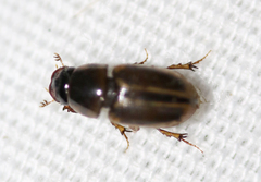 Labarrus cincticulus