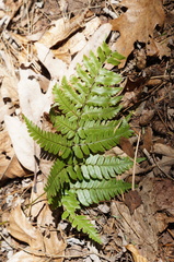 Dryopteris championii