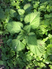 Urtica
