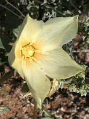 Mentzelia tricuspis