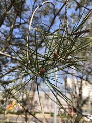 Pinus bungeana