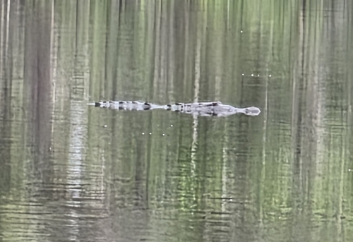 American Crocodile