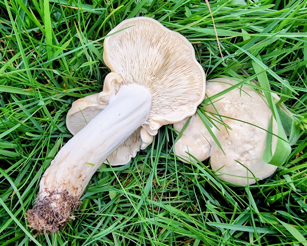 Calocybe gambosa · April 2026 · photo: © lukas_l (iNaturalist, cc-by)