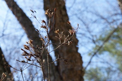Rhododendron atlanticum