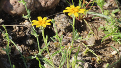 Eriophyllum ambiguum