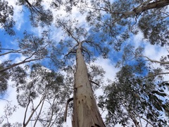 Eucalyptus dalrympleana