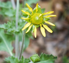 Tetragonotheca repanda