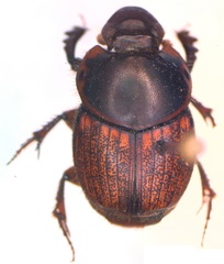 Onthophagus gazellinus