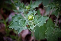 Tetragonotheca repanda