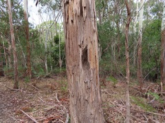 Eucalyptus dalrympleana