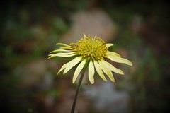 Tetragonotheca repanda