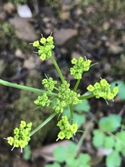 Tauschia hartwegii