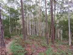 Eucalyptus dalrympleana