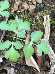 Tauschia hartwegii