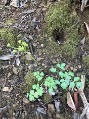 Tauschia hartwegii
