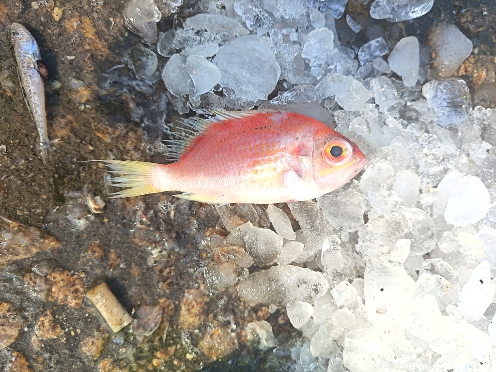 Pearlspot Fairy Basslet