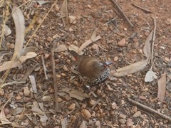 Emblema pictum