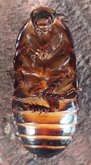 Blaberinae