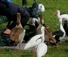 Alopochen aegyptiaca image