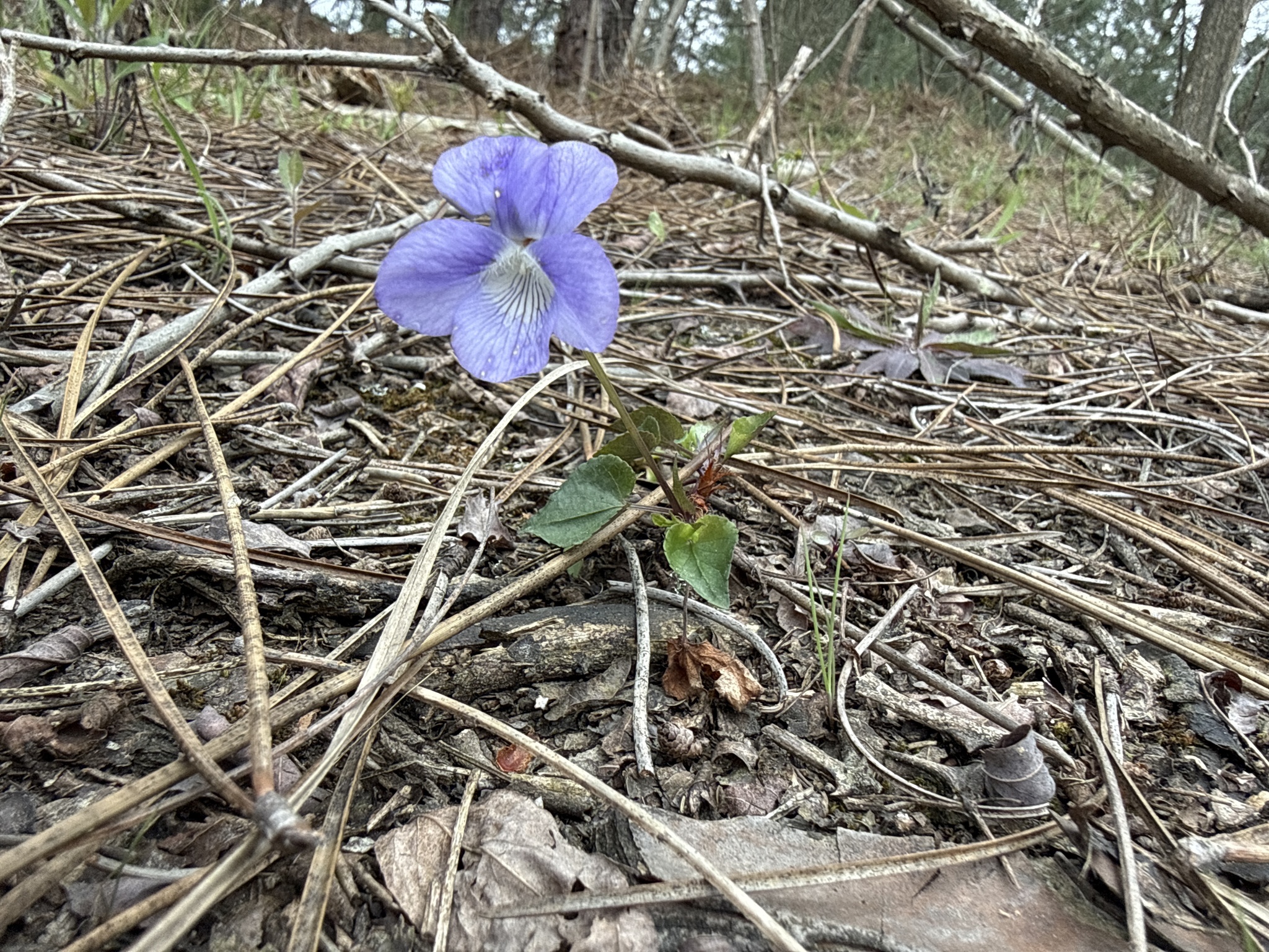 Violeta de los prados