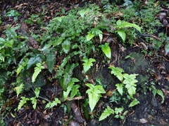 Stegnogramma wilfordii