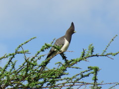 Corythaixoides leucogaster