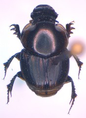 Onthophagus marginicollis