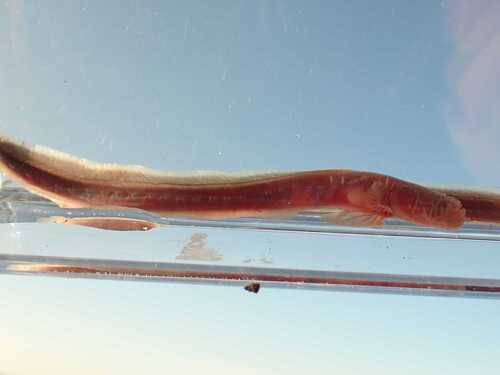 Bearded eel goby (Taenioides cirratus) — Gobiidae — 5