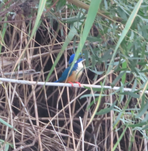 iNaturalist image