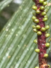 Blue Latan Palm (Calyptrogyne glauca)