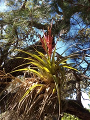 Tillandsia fasciculata