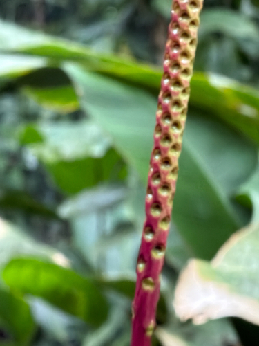 Calyptrogyne ghiesbreghtiana, photograph 4