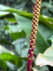Calyptrogyne ghiesbreghtiana, photograph (c) Aaron Liston, some rights reserved (CC BY)