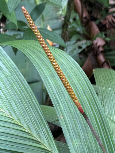 Calyptrogyne ghiesbreghtiana, photograph 5