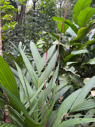 Calyptrogyne ghiesbreghtiana